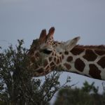 Kenya (170)